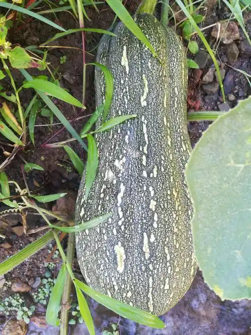 牛腿南瓜 4~6斤 长条形