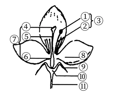 谜语"麻屋子,红帐子,里面住着白胖子"说出了花生果实三部分结构,从