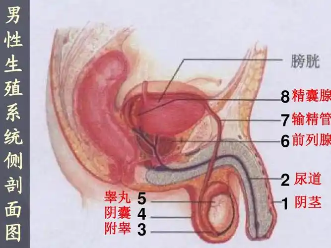 1节 新生命的诞生 男 性 生 殖 系 统 侧 剖 面      精囊腺   输精管