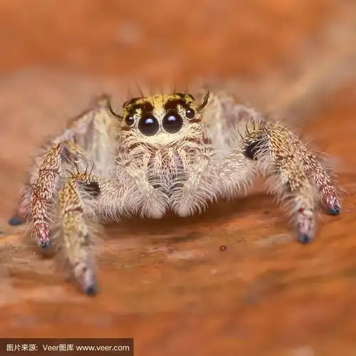 蜘蛛,动物嘴,注视镜头,动物身体部位,蜘蛛纲