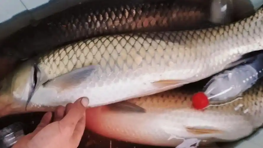 长寿湖寻鱼记1:这个农家乐钓鱼安逸,常常有惊喜在