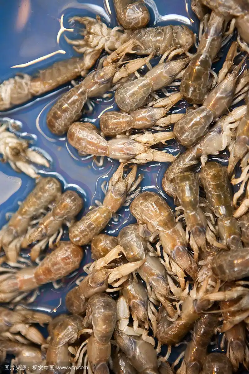 虾猴,美食奥蝼蛄虾