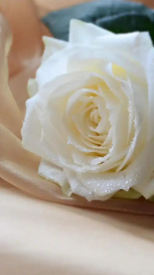 清新淡雅的白色玫瑰手机壁纸