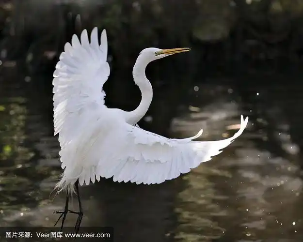 大白白鹭鸟的特写侧面视图与美丽的白色展开的翅膀,以散焦背景在其