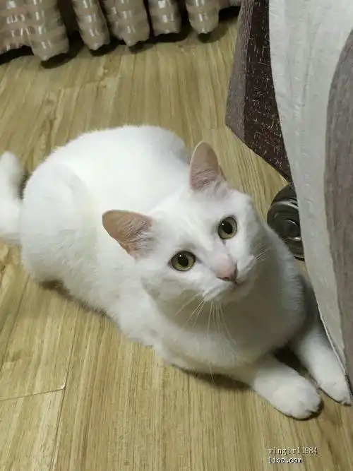 纯白家猫求领养