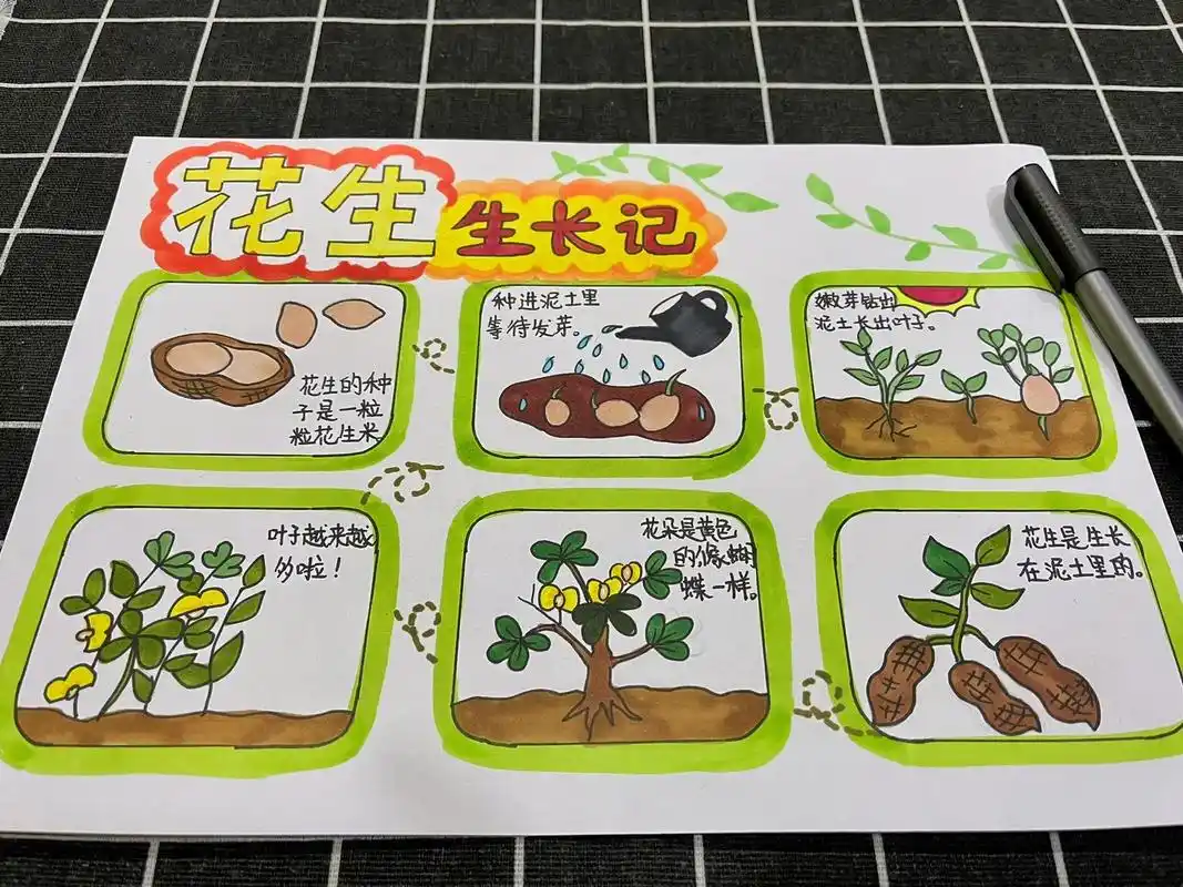 花生成长日记.自然笔记,花生生长记手抄报#植物主题手抄报 # - 抖音