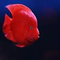 微信招财鱼头像