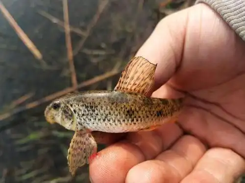 我国南北水系中,棒花鱼都十分常见,每个地方的叫法也不尽相同,爬虎鱼
