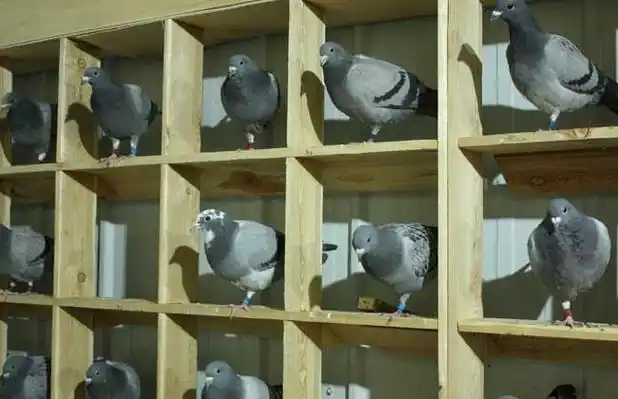 鸽子窝怎么做好?