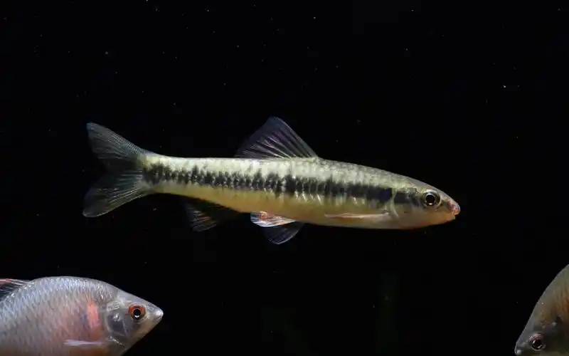 原生鱼—条纹鰁