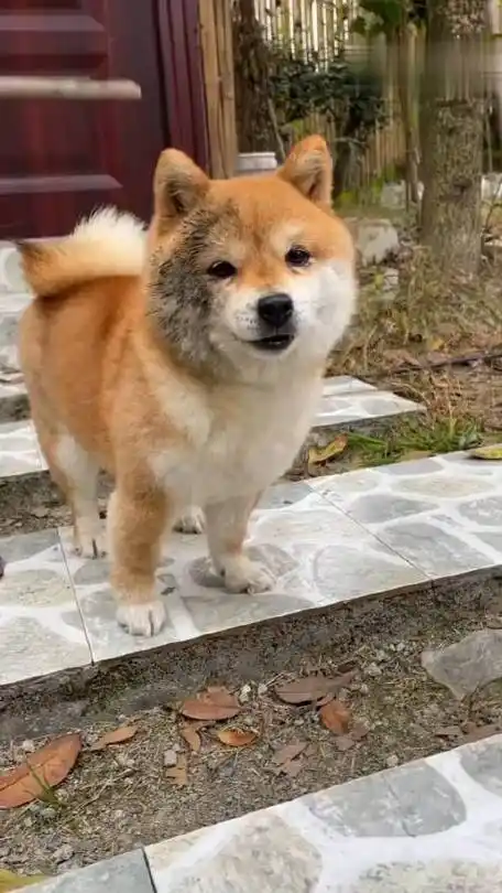 小豆柴用脸刹车##柴犬