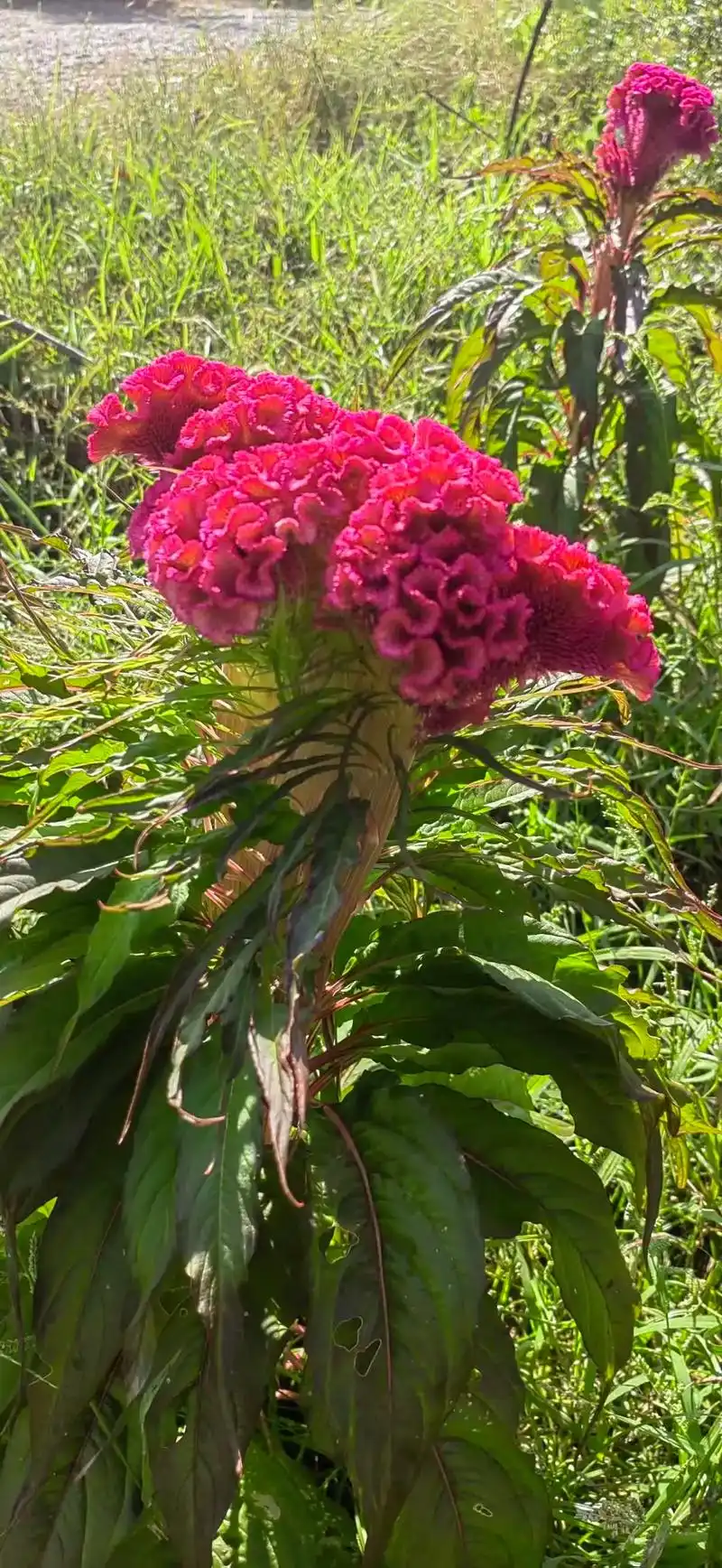 鸡冠花,秋季最美的花,写意花鸟画的好素材 - 抖音