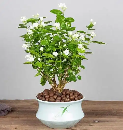 茉莉是木犀科常绿小灌木,茉莉叶色翠绿,花色洁白,香味浓厚,为常见盆栽