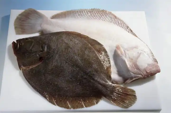 nectidae ,鲆科   bothidae ,鰜科   psettodidae    海生底栖鱼类