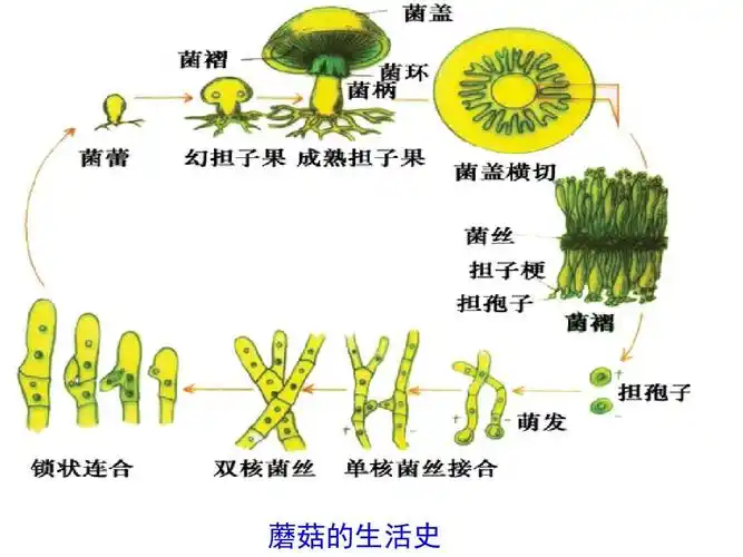 植物分类学—菌类植物(上课版)ppt
