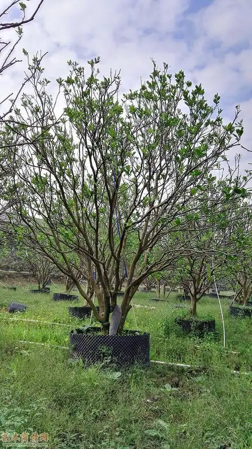 丛生柚子树对植效果