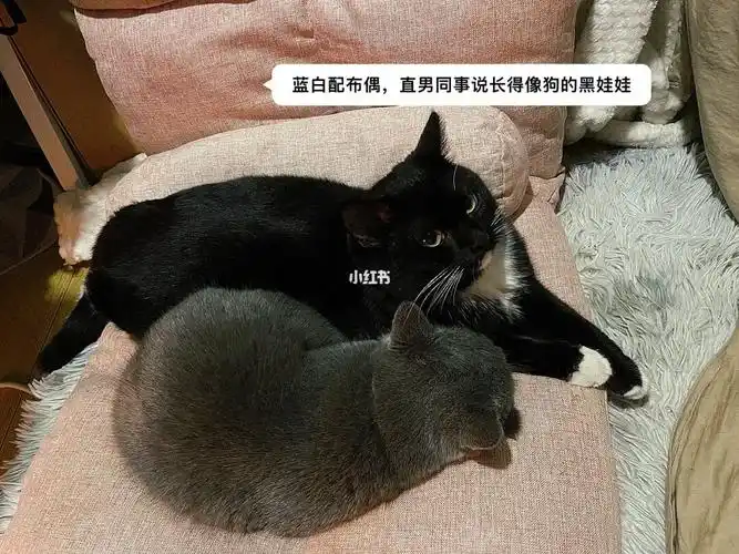 蓝白配布偶的黑猫6989娃娃来咯