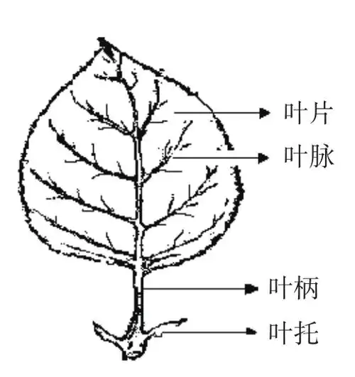 苹果的生长发育特性_挂云帆