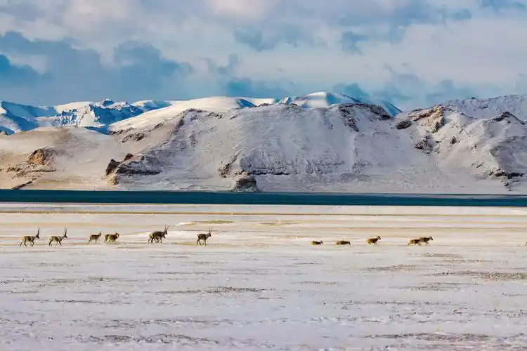 藏羚羊的栖息地,拍摄于冬季零下二十度的羌塘无人区!