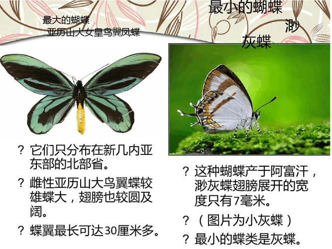 蝴蝶介绍知识精