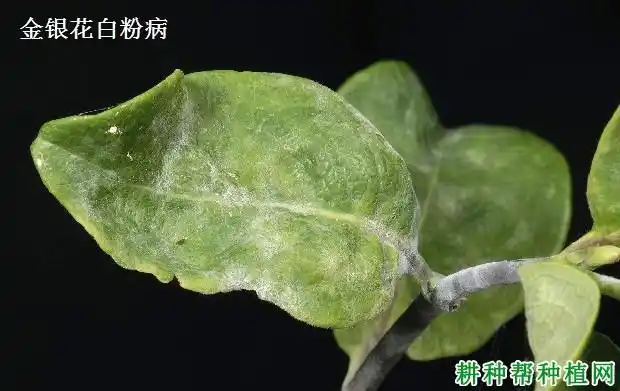 金银花白粉病如何防治