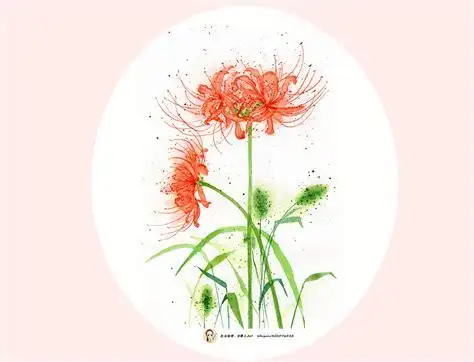 彼岸花手绘教程彩铅彼岸花彩铅画教程2022已更新今日图集