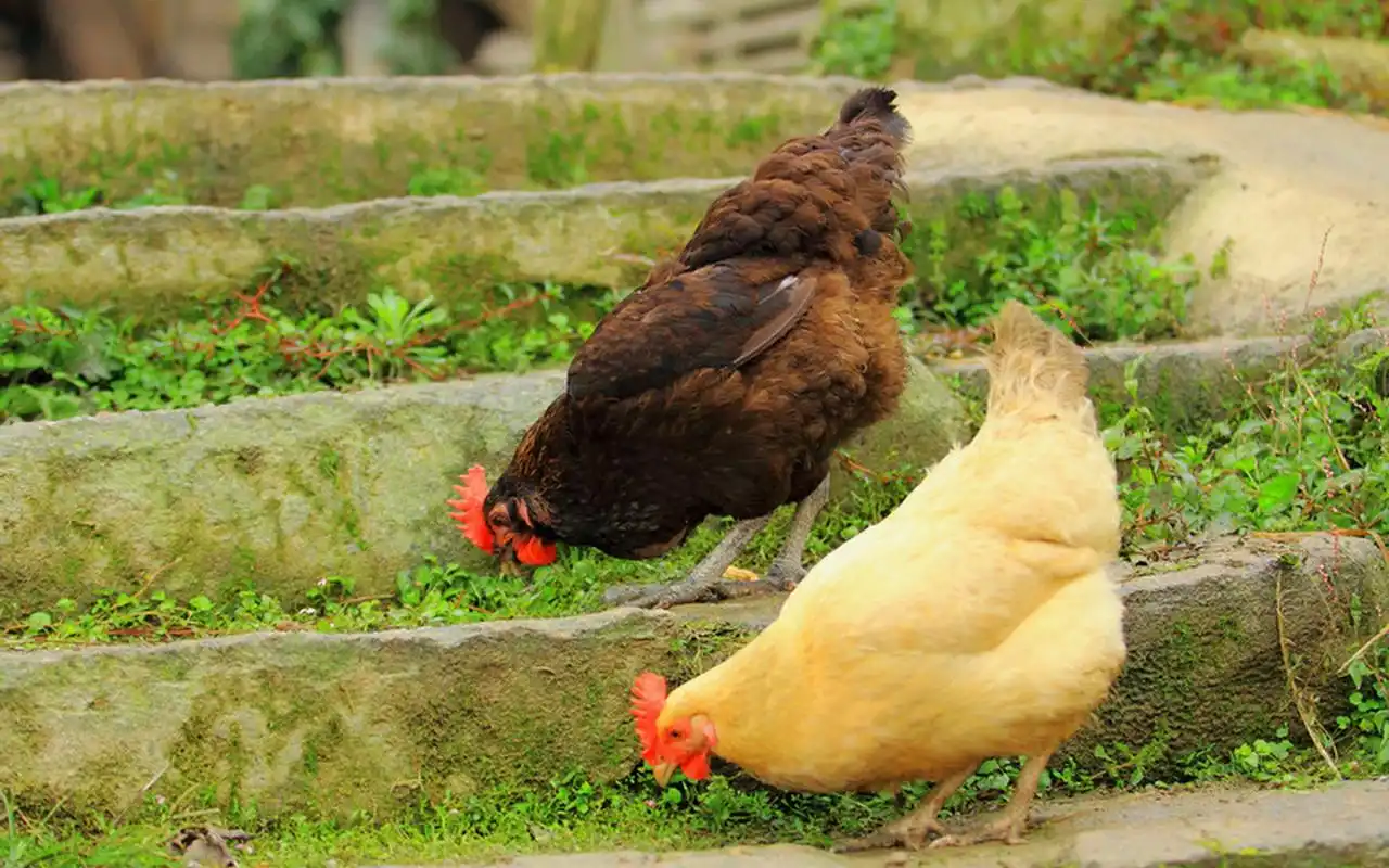 家禽动物母鸡高清桌面壁纸下载(一)