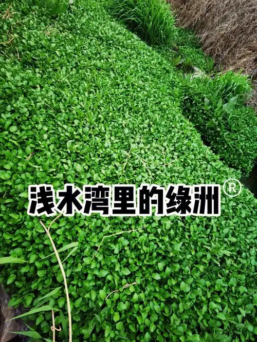 水芥菜听说也能吃