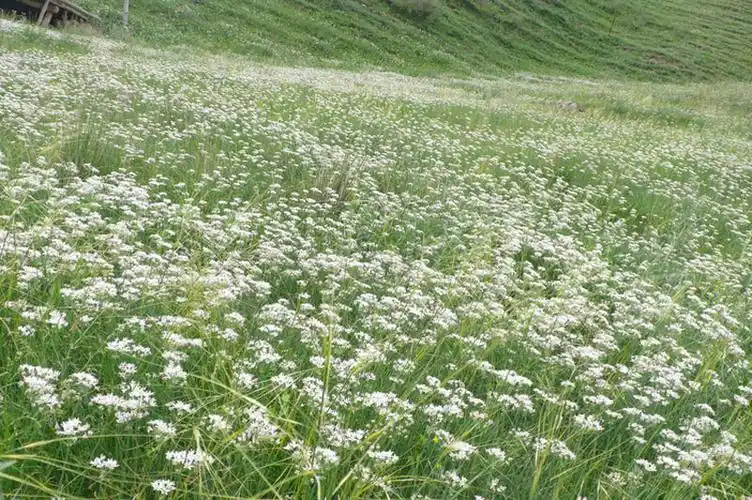 内蒙古呼伦贝尔产野生韭菜花酱自制现榨新货涮羊肉牛肉火锅调料1瓶420