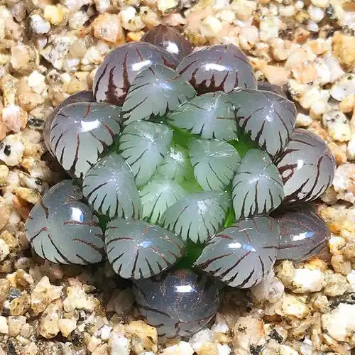 新手稀有透明宫灯潘氏冰灯玉露多肉植物组合十二卷属肉肉室内盆栽