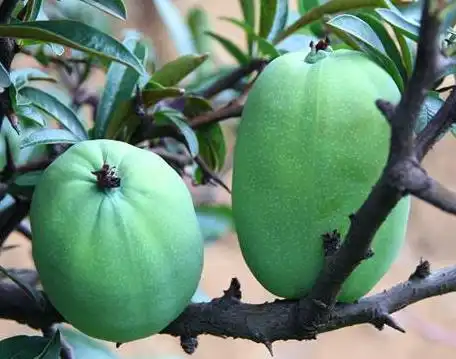 正安野木瓜正安县特产