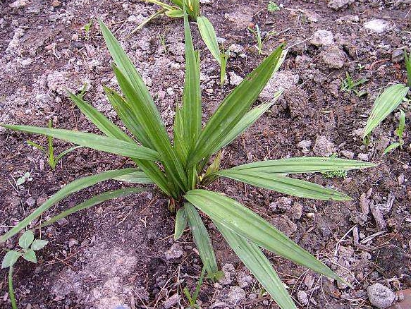 农村山里的野草,老农称"地棕",根部卖40一斤,长相似"竹叶"