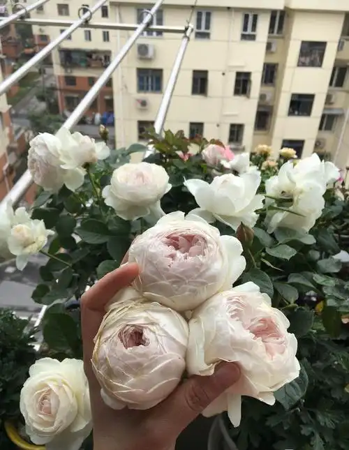 克里斯蒂娜公爵夫人月季介绍