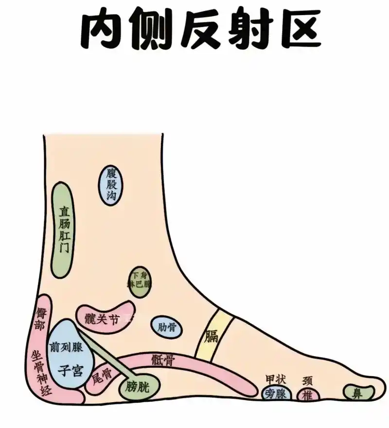 小常识 脚内侧反射区