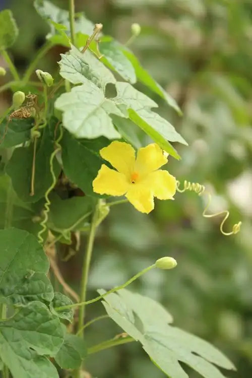 苦瓜花