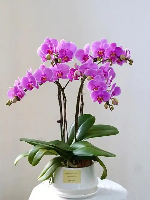 蝴蝶兰盆栽乔迁之喜走亲访友上海送花