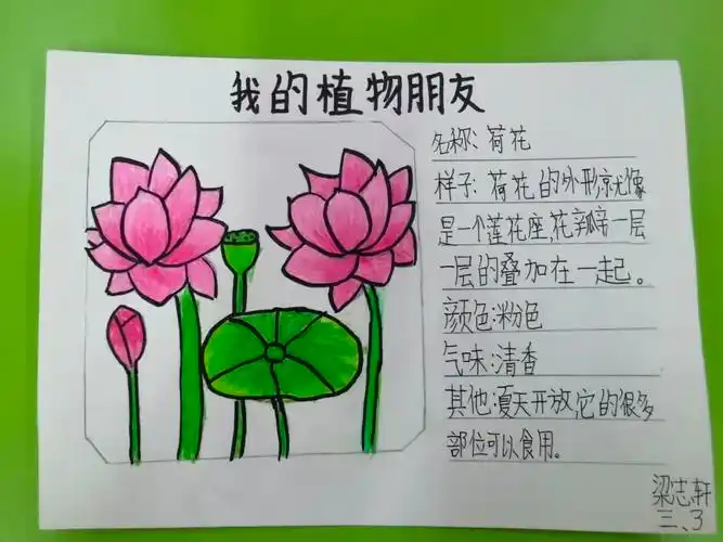 各式各样的植物记录卡,诠释了孩子们眼中缤纷的植物世界.