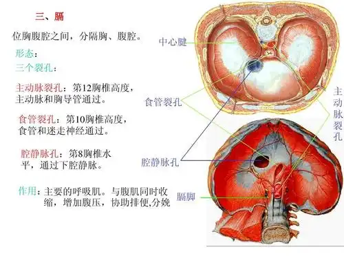 运动解剖学(肌学)