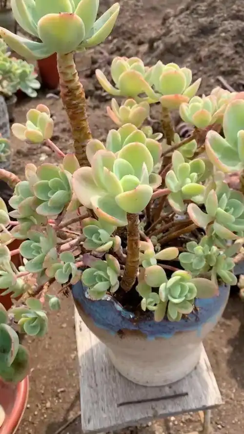 骑兵碧桃老桩88包邮