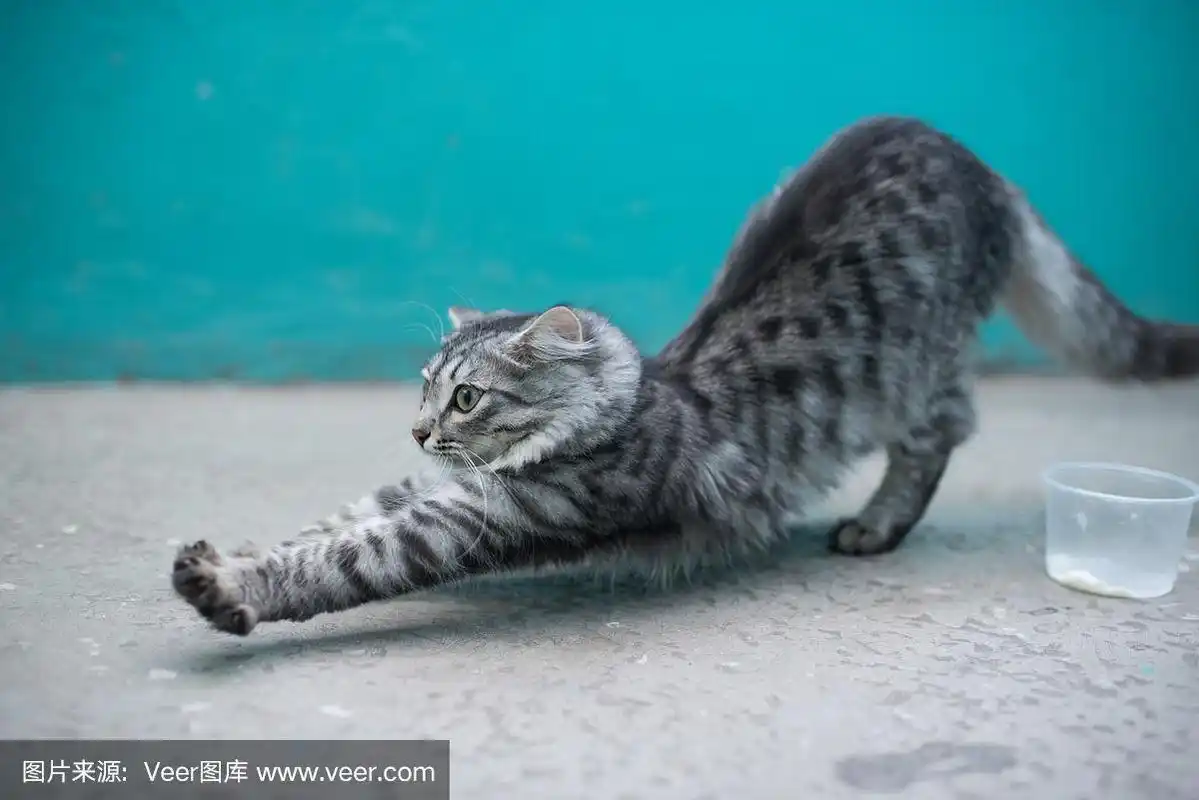 猫伸展