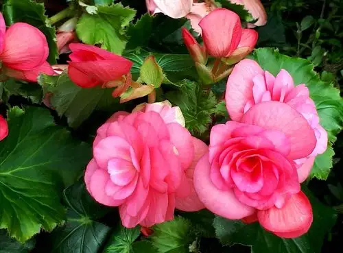 新加坡大花海棠