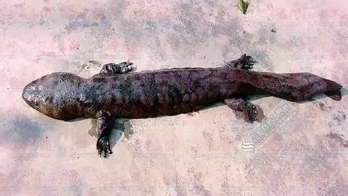 90斤的百岁娃娃鱼你见过吗? 凶猛如鳄鱼曾咬伤饲养员