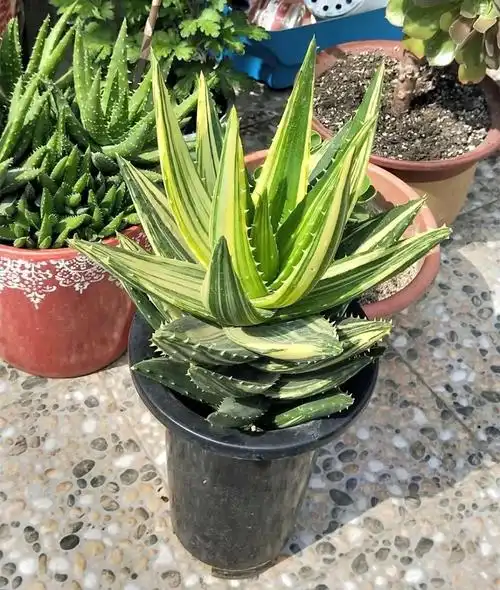 30种芦荟品种介绍(图文并茂)