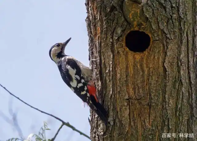 啄木鸟啄一次树的速度是音速的1.4倍,为何不得"脑震荡"?