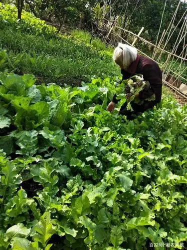 年近百岁老人,还能到地里种菜