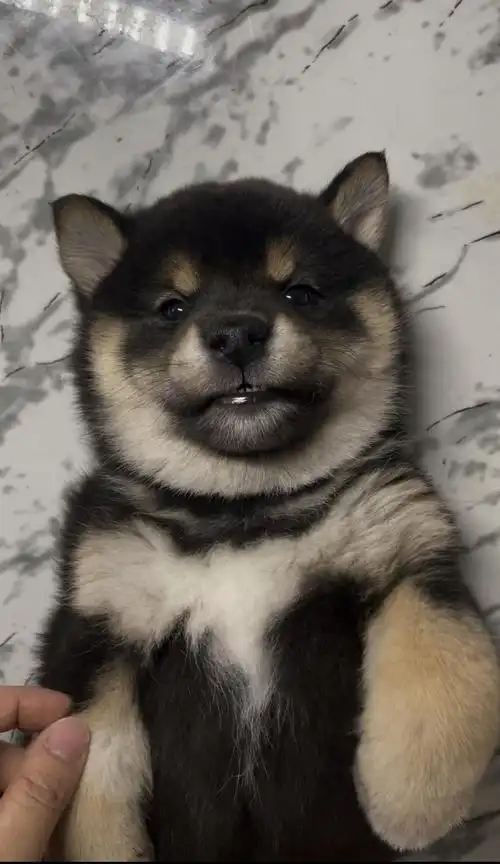 家养的两只黑柴明天满42天了,有兴趣可以联系我