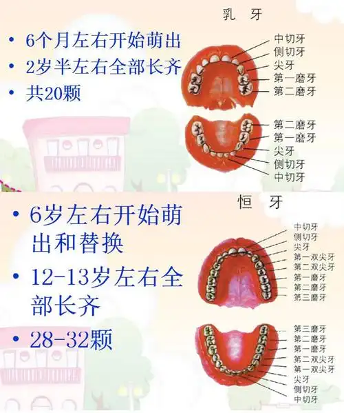 恒牙和乳牙的区别,你们都知道吗?