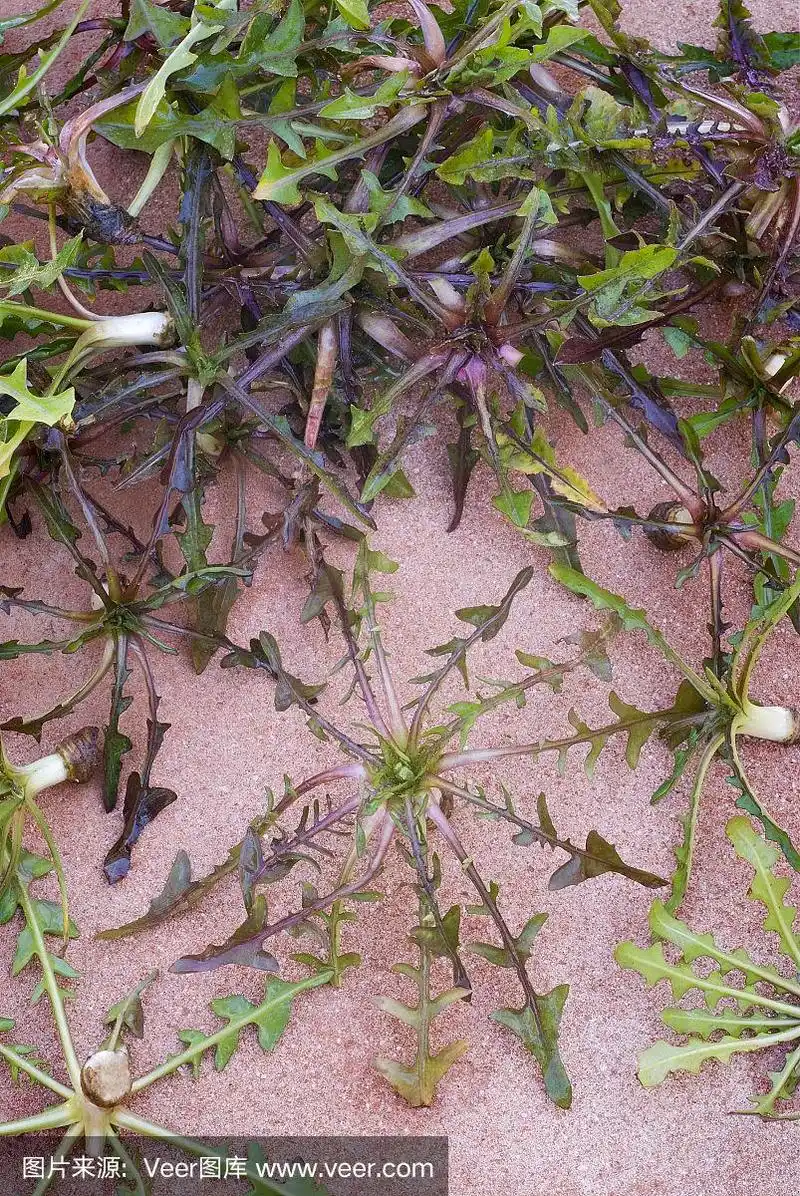 觅食.野生菊苣(菊苣),可食植物.
