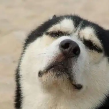 哈士奇头像图片动漫图片大全可爱图片