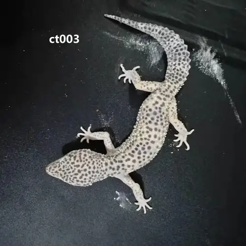 豹纹守宫成体,编号ct003,母,高黄,120
